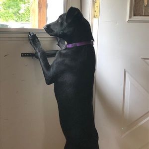 Meet your Posher, Bill